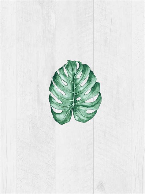 Leaf Aesthetic Green Minimal White Hd Phone Wallpaper Peakpx