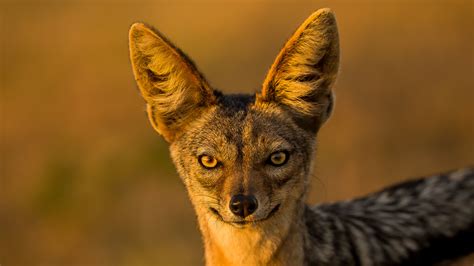 Are Jackals And Wild Dogs The Same