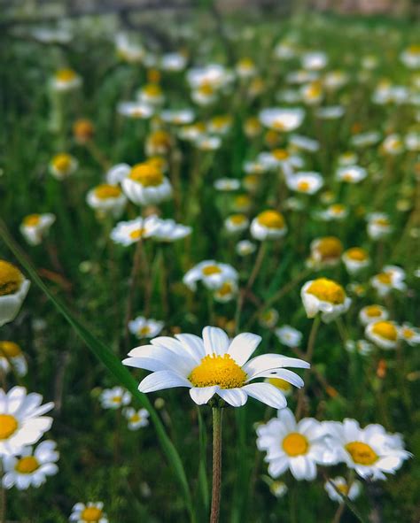 Flowers Chamomile Spring Hd Phone Wallpaper Peakpx