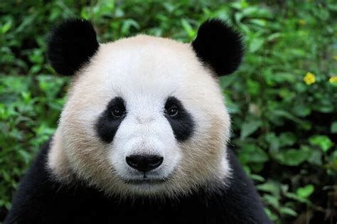 Head Portrait Of A Giant Panda Ailuropoda Melanoleuca Photos Prints