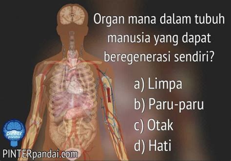 Organ Dalam Tubuh Manusia Yang Dapat Beregenerasi Tumbuh Kembali