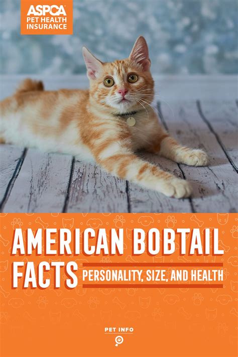 American Bobtail Cat Facts Artofit
