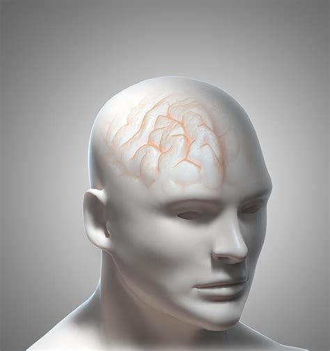 Human Brain Artwork By Andrzej Wojcicki