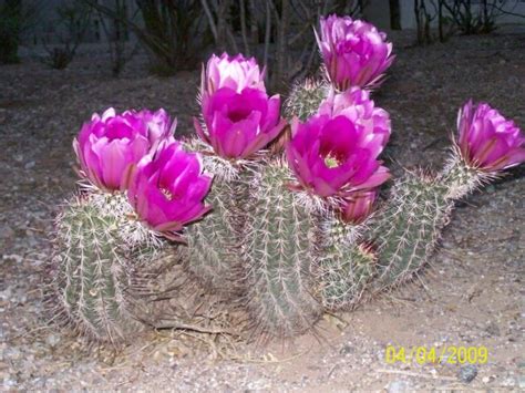 Arizona Cactus Blooming Its Beauty Only Once A Year