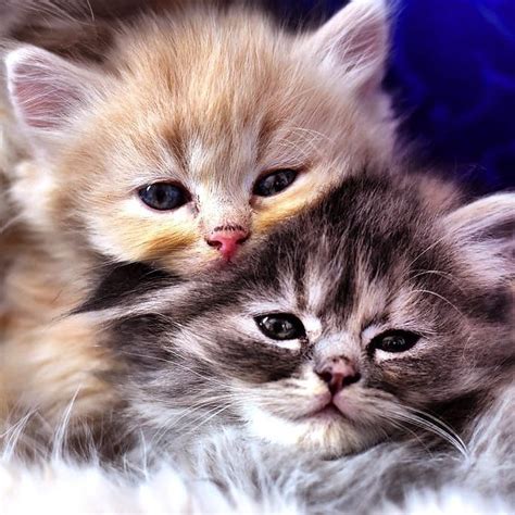 National Cuddly Kitten Day 30 Cute Kittens Who Demand Cuddles