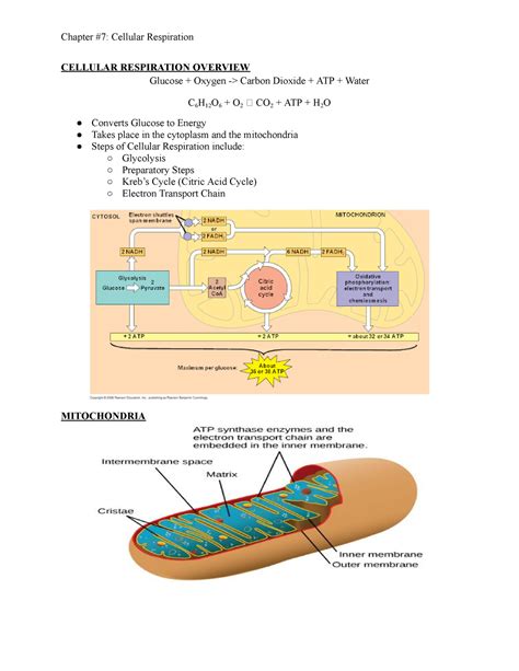 Chapter Cellular Respiration Chapter Cellular Respiration