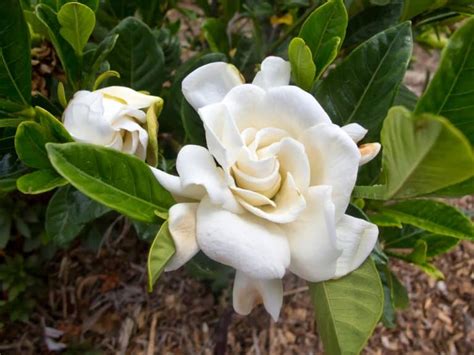 21 Most Fragrant Flowers And Shrubs For Your Garden