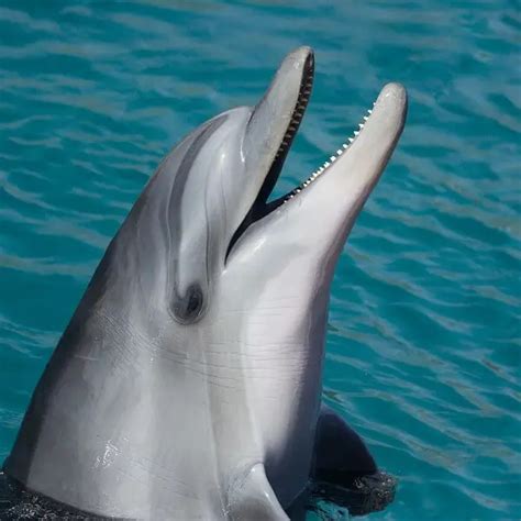 Common Bottlenose Dolphin Facts Diet Habitat And Pictures On Animaliabio