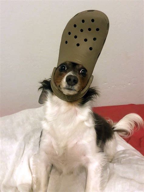 His Holiness The Pope Pets With Crocs Hats Cute Animal Memes Crocs