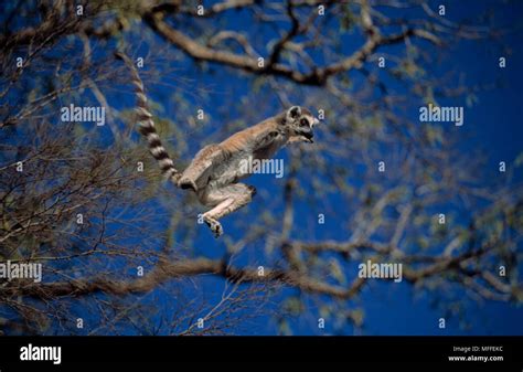 Ring Tailed Lemur Lemur Catta Leaping Madagascar Stock Photo Alamy