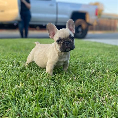 blue frenchie for sale/fluffy frenchie for sale/blue frenchie puppies ...