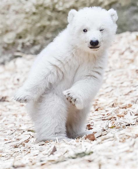 Polar Bear Cub Debut At Munich Zoo For International Polar Bear Day