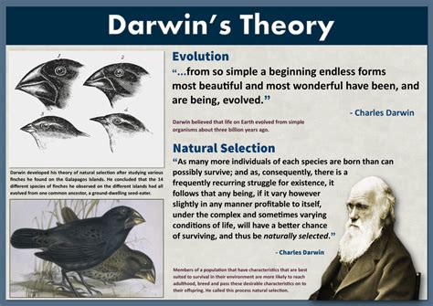 Darwin S Theory Of Evolution Darwin Theory Darwin S Theory Of Evolution Theory Of Evolution