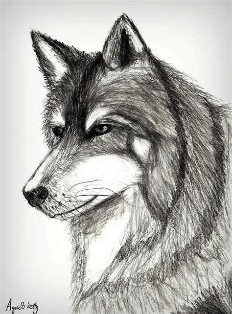 Howling Realistic Wolf Drawing