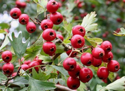 Going to the toilet (or anywhere else) to origin: Is Hawthorn Berry A Blood Thinner - A Better Heart Naturally - Perfect Health At Home