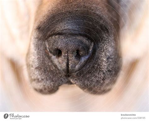 Snout Animal Pet Dog A Royalty Free Stock Photo From Photocase