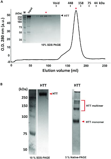 Size Exclusion Chromatography And Page Analysis Of Recombinant Htt A