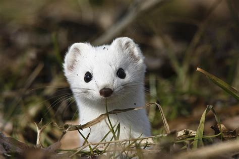 Short Tailed Weasel Mustela Erminea By Konrad Wothe