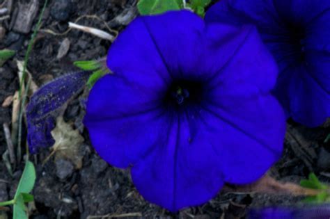 Blue Flower Wikipedia