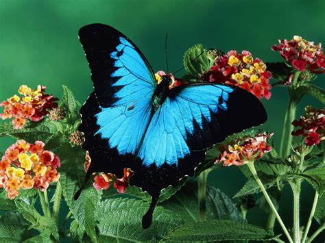Black Blue Butterfly On The Flower Wallpaper Wallpaper Me