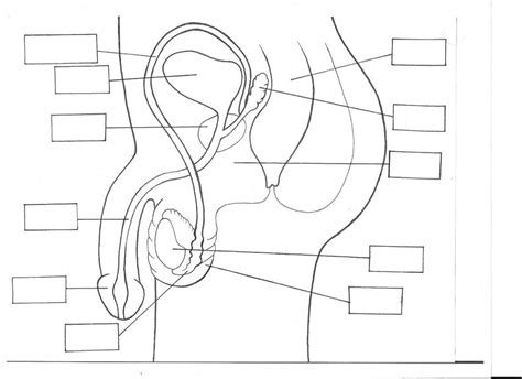 Male Reproductive System Side Left Diagram Quizlet