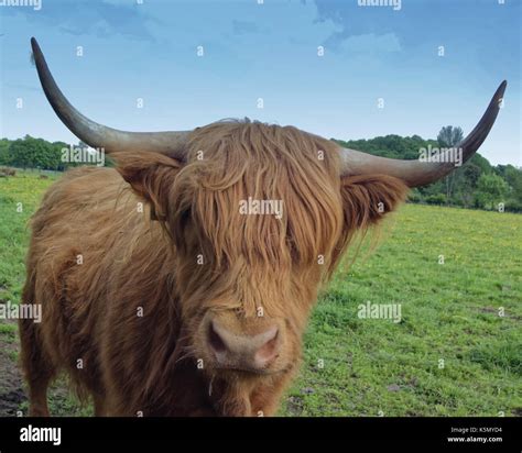 Highland Cattle Cows Cow Buffalo Livestock Scotland Uk Stock Photo Alamy