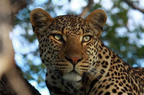 The Leopards Of The Timbavati Africa Geographic
