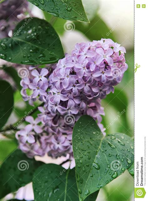 Macro Shot Of Spring Lilac Violet Flowers With Droplets Of Water Stock