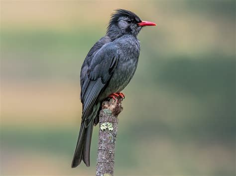 Black Bulbul Ebird