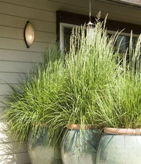 May 15, 2020 · the citronella plant prefers warm weather. Large Backyard Plants: that repel bugs! Lemon grass ...