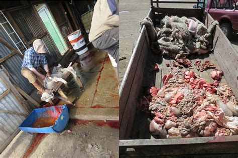 A sheep is mulesed typically before six months of age. Escándalo mundial por el maltrato animal de una empresa ...