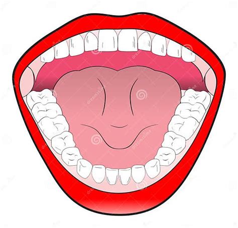 Human Open Mouth With Teeth Tongue Gums And Lips Stock Vector