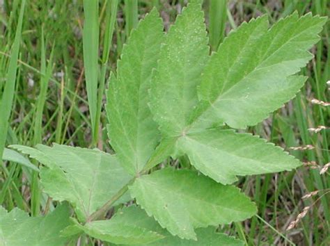 Ohio Noxious Weed Identification Week 14 Wild Parsnip Knox County