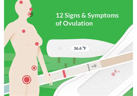 12 Ovulation Symptoms To Help You Get Pregnant