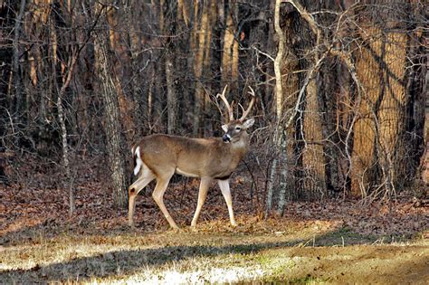 White Tail Buck In Woods Free Stock Photo Public Domain Pictures