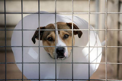 Rspca Powers Mps Want To Strip Animal Welfare Charity Of Powers Uk