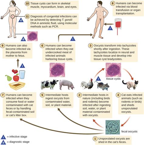 Parasitic Infections Of The Circulatory And Lymphatic Systems