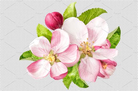 Apple Flower Free Apple Blossom Stock Photo Select
