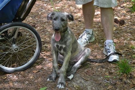 661 Best Images About Wolfhound And Friends On Pinterest