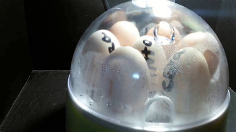 Incubating Chicken Eggs First Day Youtube