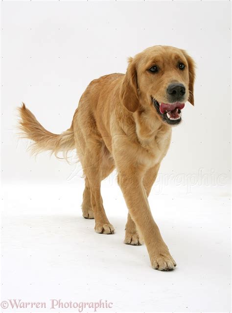 Dog Golden Retriever Walking Photo Wp32025
