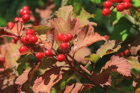 Red Berries Of Viburnum Norfolk Stock Photo Image Of Species