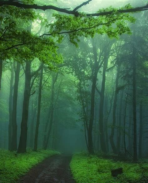 Beautiful Misty Forest Misty Forest Paths And Scenery