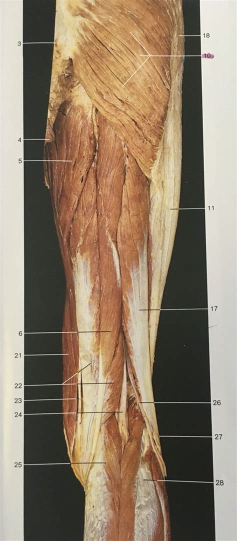 Superficial Layer And Dorsal Aspect Muscles Of Right Thigh 10gluteus