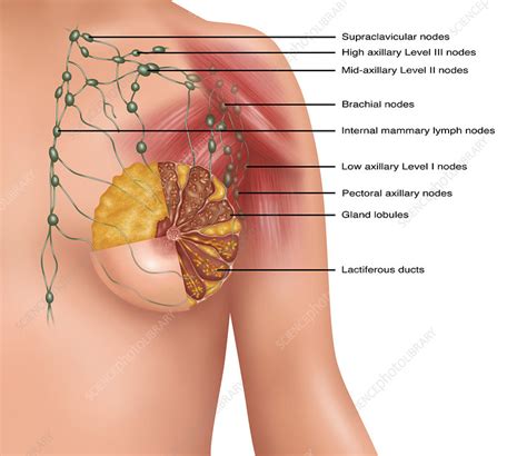 Behind them there are the right and left kidneys at the back. Breast Lymph Nodes, Illustration - Stock Image - F031/7400 - Science Photo Library
