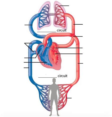 Circulatory System Diagram Without Labels Fresh Human Circulatory