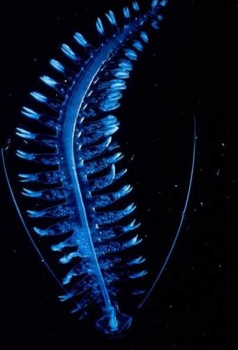 This Deep Sea Alien Worm Tomopteris Is Utterly