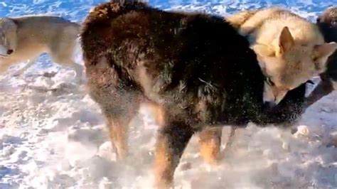 藏獒vs狼tibetan Mastiff Vs Wolf Youtube