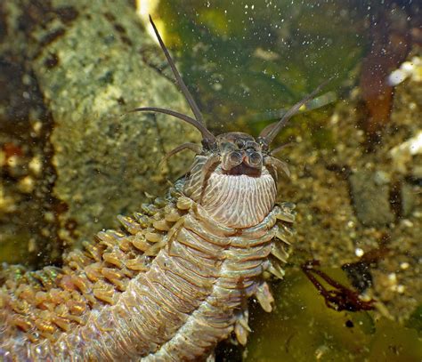 Buzzs Marine Life Of Puget Sound Pile Worm Takes A Stroll In The Sun