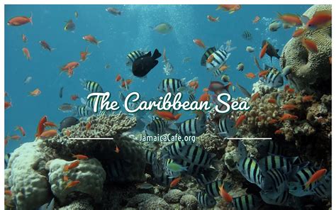 Interesting Facts About The Caribbean Sea Jamaica Cafe
